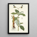 Tradescantia erecta - Nikolaus Joseph Freiherr von Jacquin — framed artwork on a wall