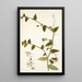 Tradescantia multiflora - Nikolaus Joseph Freiherr von Jacquin — framed artwork on a wall