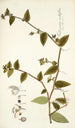 Tradescantia multiflora - Nikolaus Joseph Freiherr von Jacquin — artwork view
