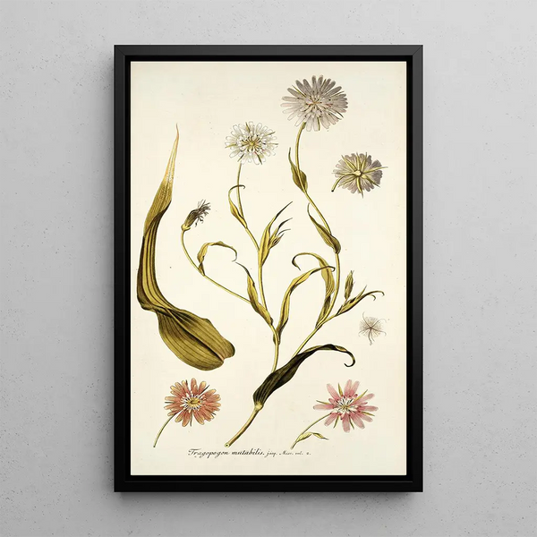Tragopogon mutabilis - Nikolaus Joseph Freiherr von Jacquin — framed artwork on a wall