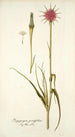 Tragopogon porrifolius - Nikolaus Joseph Freiherr von Jacquin — artwork view