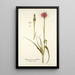 Tragopogon porrifolius - Nikolaus Joseph Freiherr von Jacquin — framed artwork on a wall