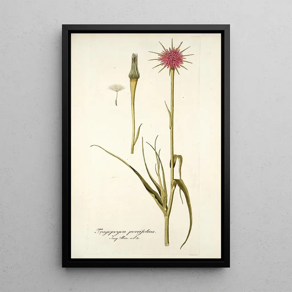 Tragopogon porrifolius - Nikolaus Joseph Freiherr von Jacquin — framed artwork on a wall
