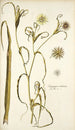 Tragopogon undulatus - Nikolaus Joseph Freiherr von Jacquin — artwork view