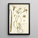 Tragopogon undulatus - Nikolaus Joseph Freiherr von Jacquin — framed artwork on a wall