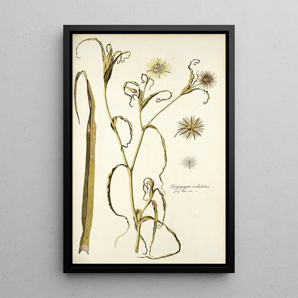 Tragopogon undulatus - Nikolaus Joseph Freiherr von Jacquin — framed artwork on a wall