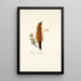 Tremella clavariaeformis - Nikolaus Joseph Freiherr von Jacquin — framed artwork on a wall