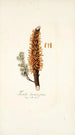 Tremella clavariaeformis - Nikolaus Joseph Freiherr von Jacquin — artwork view