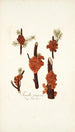 Tremella juniperina - Nikolaus Joseph Freiherr von Jacquin — artwork view