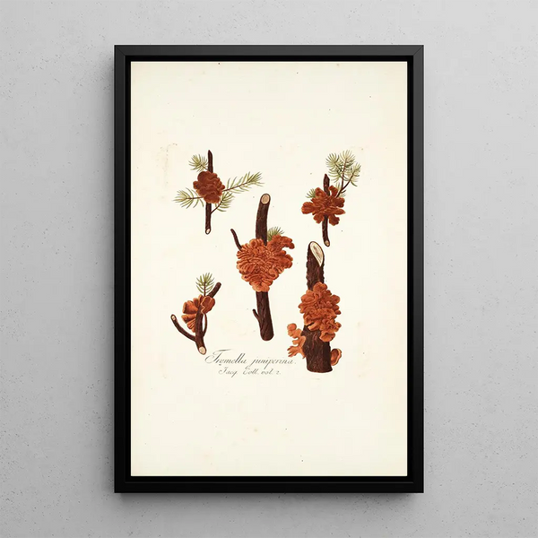 Tremella juniperina - Nikolaus Joseph Freiherr von Jacquin — framed artwork on a wall