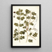 Tribulus maximus - Nikolaus Joseph Freiherr von Jacquin — framed artwork on a wall