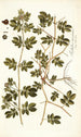 Tribulus maximus - Nikolaus Joseph Freiherr von Jacquin — artwork view
