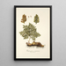 Trichomanes canariense - Nikolaus Joseph Freiherr von Jacquin — framed artwork on a wall
