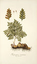 Trichomanes canariense - Nikolaus Joseph Freiherr von Jacquin — artwork view