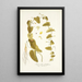 Trichosanthes foetidissima - Nikolaus Joseph Freiherr von Jacquin — framed artwork on a wall