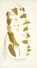 Trichosanthes foetidissima - Nikolaus Joseph Freiherr von Jacquin — artwork view