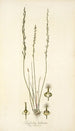 Triglochin bulbosum - Nikolaus Joseph Freiherr von Jacquin — artwork view