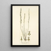 Triglochin bulbosum - Nikolaus Joseph Freiherr von Jacquin — framed artwork on a wall