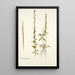 Turritis hirsuta - Nikolaus Joseph Freiherr von Jacquin — framed artwork on a wall