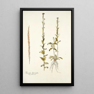 Nikolaus Joseph Freiherr von Jacquin - Turritis hirsuta.webp