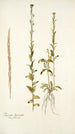Turritis hirsuta - Nikolaus Joseph Freiherr von Jacquin — artwork view