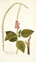 Verbena mutabilis - Nikolaus Joseph Freiherr von Jacquin — artwork view