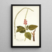 Verbena mutabilis - Nikolaus Joseph Freiherr von Jacquin — framed artwork on a wall