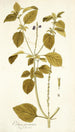Verbena prismatica - Nikolaus Joseph Freiherr von Jacquin — artwork view