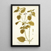 Verbena prismatica - Nikolaus Joseph Freiherr von Jacquin — framed artwork on a wall