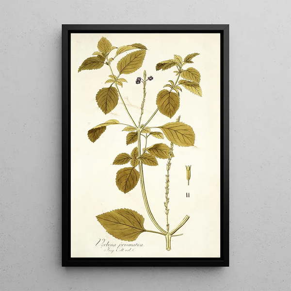 Verbena prismatica - Nikolaus Joseph Freiherr von Jacquin — framed artwork on a wall