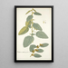 Waltheria indica - Nikolaus Joseph Freiherr von Jacquin — framed artwork on a wall