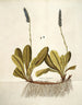 Wulfenia carinthiaca - Nikolaus Joseph Freiherr von Jacquin — artwork view