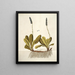 Wulfenia carinthiaca - Nikolaus Joseph Freiherr von Jacquin — framed artwork on a wall