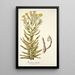 Xeranthemum fulgidum - Nikolaus Joseph Freiherr von Jacquin — framed artwork on a wall