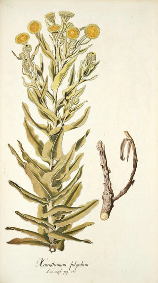 Nikolaus Joseph Freiherr von Jacquin - Xeranthemum fulgidum.webp