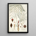 Zamia angustifolia - Nikolaus Joseph Freiherr von Jacquin — framed artwork on a wall