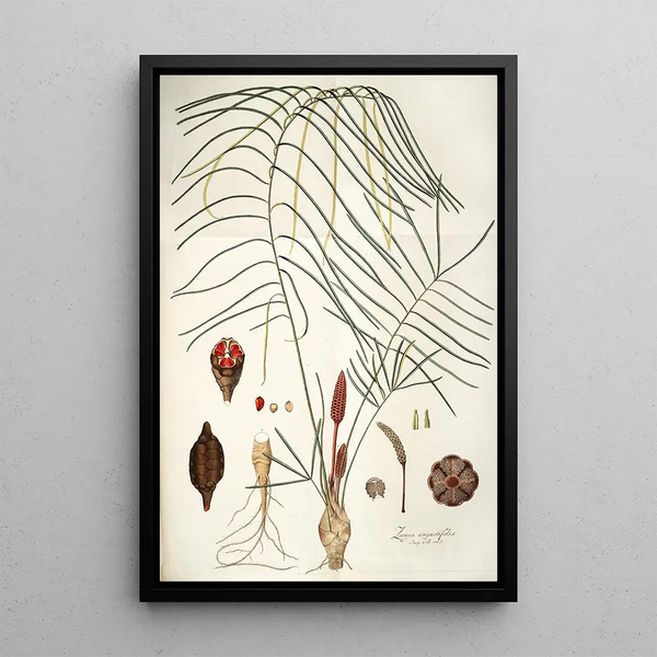 Zamia angustifolia - Nikolaus Joseph Freiherr von Jacquin — framed artwork on a wall