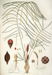 Zamia angustifolia - Nikolaus Joseph Freiherr von Jacquin — artwork view