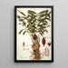 Zamia integrifolia - Nikolaus Joseph Freiherr von Jacquin — framed artwork on a wall