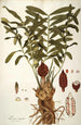 Zamia integrifolia - Nikolaus Joseph Freiherr von Jacquin — artwork view