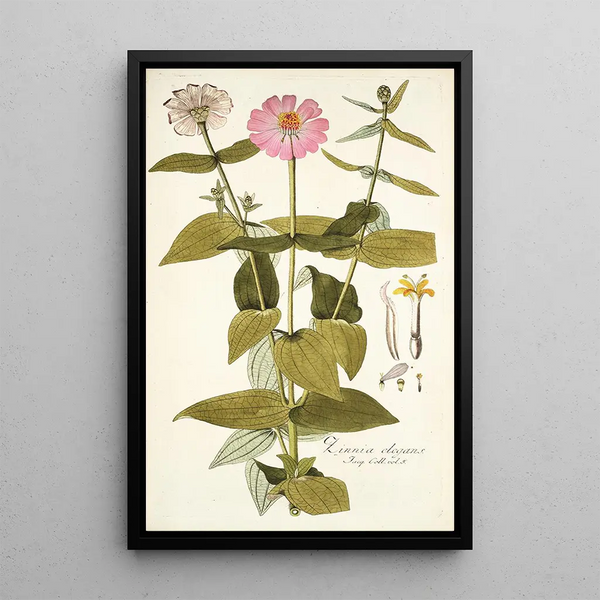 Zinnia elegans - Nikolaus Joseph Freiherr von Jacquin — framed artwork on a wall