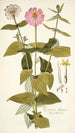 Zinnia elegans - Nikolaus Joseph Freiherr von Jacquin — artwork view
