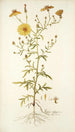 Zoegea aleppica - Nikolaus Joseph Freiherr von Jacquin — artwork view