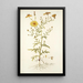 Zoegea aleppica - Nikolaus Joseph Freiherr von Jacquin — framed artwork on a wall