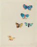 Five Butterflies - Odilon Redon — artwork view