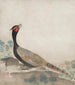 Pheasant - Ogata Kōrin — artwork view