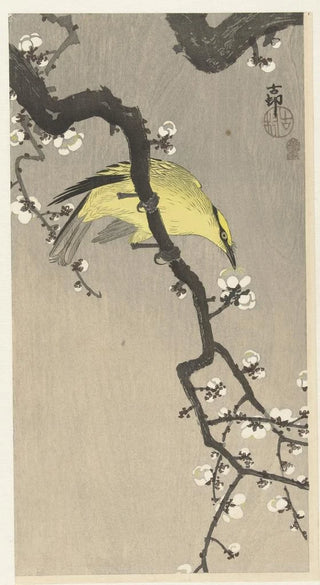 Ohara Koson - Chinese golden oriole on plum blossom branch.webp