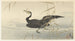 Cormorant with Fish - Ohara Koson — artwork view