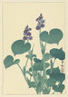 Hosta en fleur - Ohara Koson — artwork view