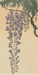 Wisteria in Bloom - Ohara Koson — artwork view